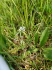 Cerastium brachypodum