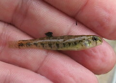 Etheostoma planasaxatile