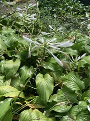 Hosta