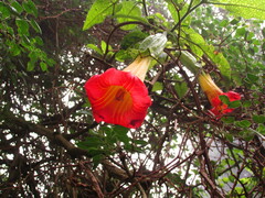 Brugmansia sanguinea