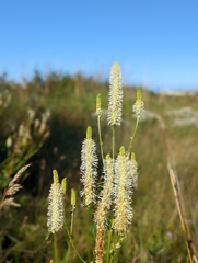 Sanguisorba canadensis