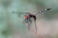 Dythemis fugax