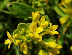 Pimelea curviflora