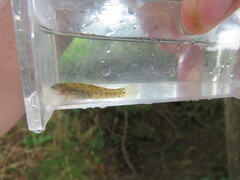 Etheostoma crossopterum