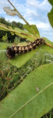 Acronicta longa