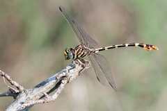 Phyllogomphoides stigmatus