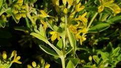 Pimelea curviflora
