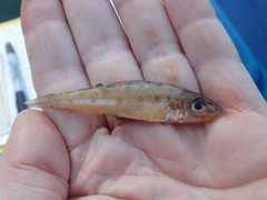 Percopsis omiscomaycus