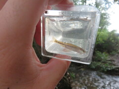 Pimephales notatus