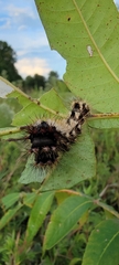 Acronicta longa
