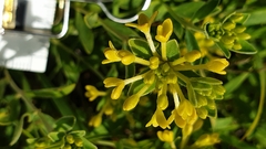 Pimelea curviflora