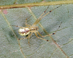 Pityohyphantes