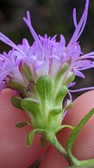 Liatris scariosa scariosa