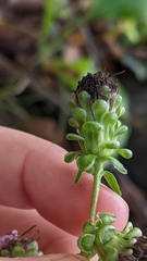 Liatris scariosa scariosa