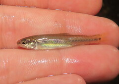 Pimephales notatus