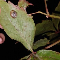 Cepaea nemoralis