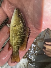 Lutjanus griseus