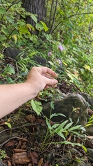 Liatris scariosa scariosa