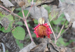 Paeonia mascula