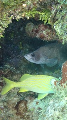 Rypticus saponaceus