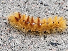 Acronicta aceris