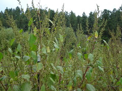 Cyclachaena xanthiifolia