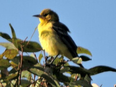 Icterus spurius