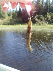 Esox lucius