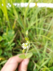 Cerastium nutans