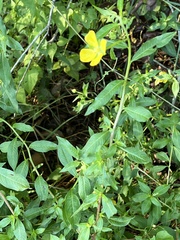 Ludwigia octovalvis