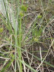 Carex viridula