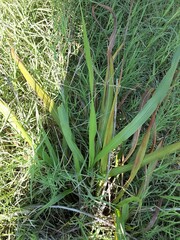 Tripsacum dactyloides