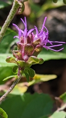 Liatris scariosa scariosa