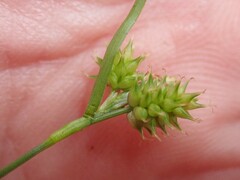 Carex viridula