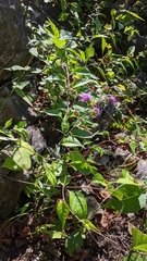 Liatris scariosa scariosa