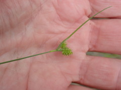 Carex viridula