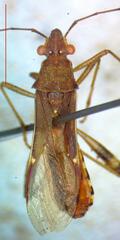 Alydidae