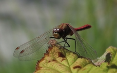 Sympetrum obtrusum