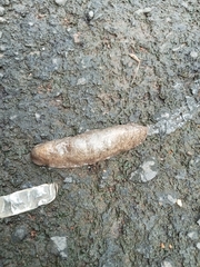 Philomycus carolinianus