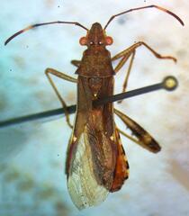 Alydidae