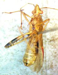 Alydidae