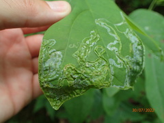Phyllocnistis