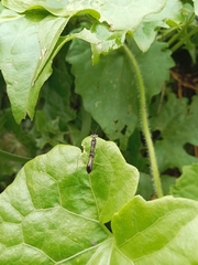 Schizomantodea