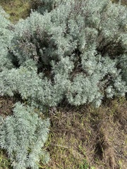 Artemisia arborescens
