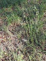 Nothoscordum bivalve