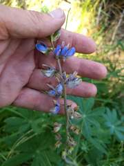 Lupinus burkei