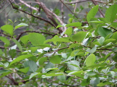 Alnus rubra