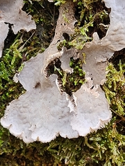 Peltigera canina
