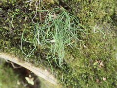 Equisetum scirpoides