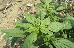 Amaranthus